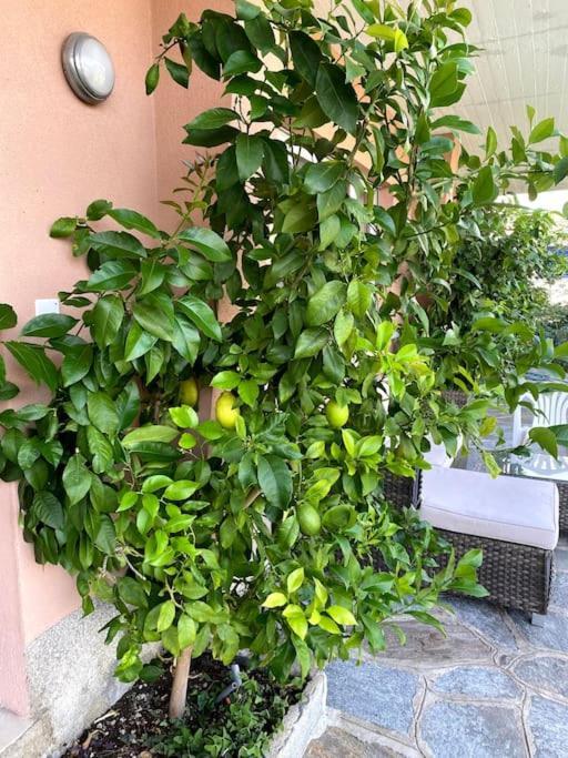 The Lemon Trees House *